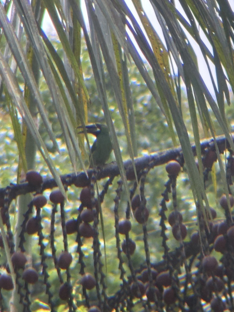 Southern Emerald-Toucanet - ML645947713