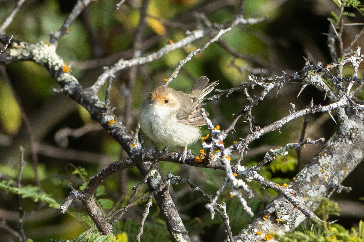 Fulvous-faced Scrub-Tyrant - ML645947714