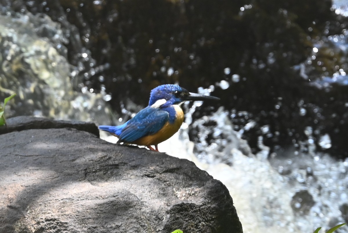 Half-collared Kingfisher - ML645947716