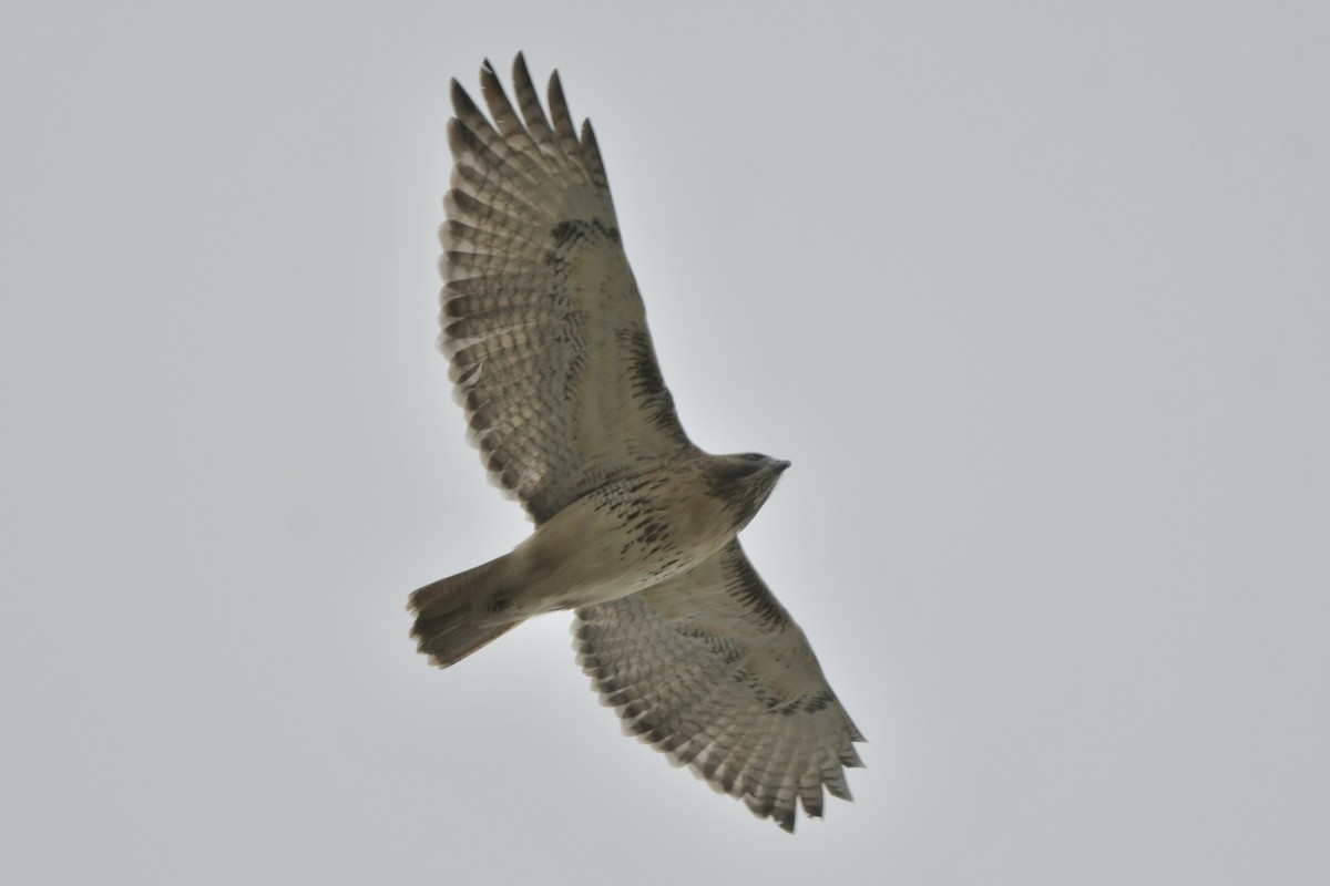 Red-tailed Hawk - ML645947717