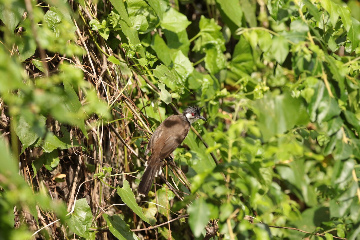 Red-whiskered Bulbul - ML645947718
