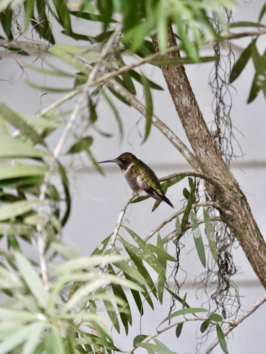 Ruby-throated Hummingbird - ML645947729