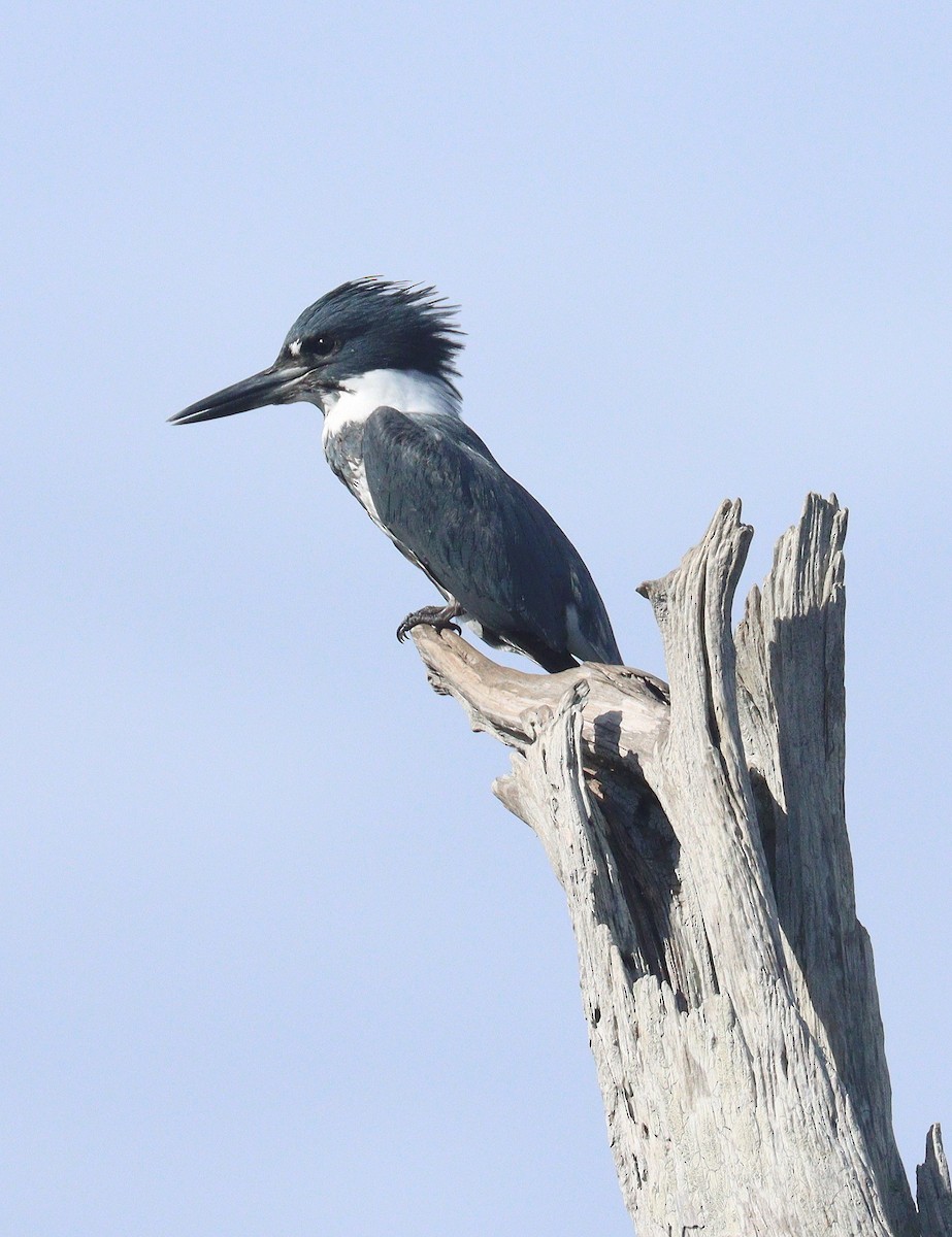 Belted Kingfisher - ML645947731
