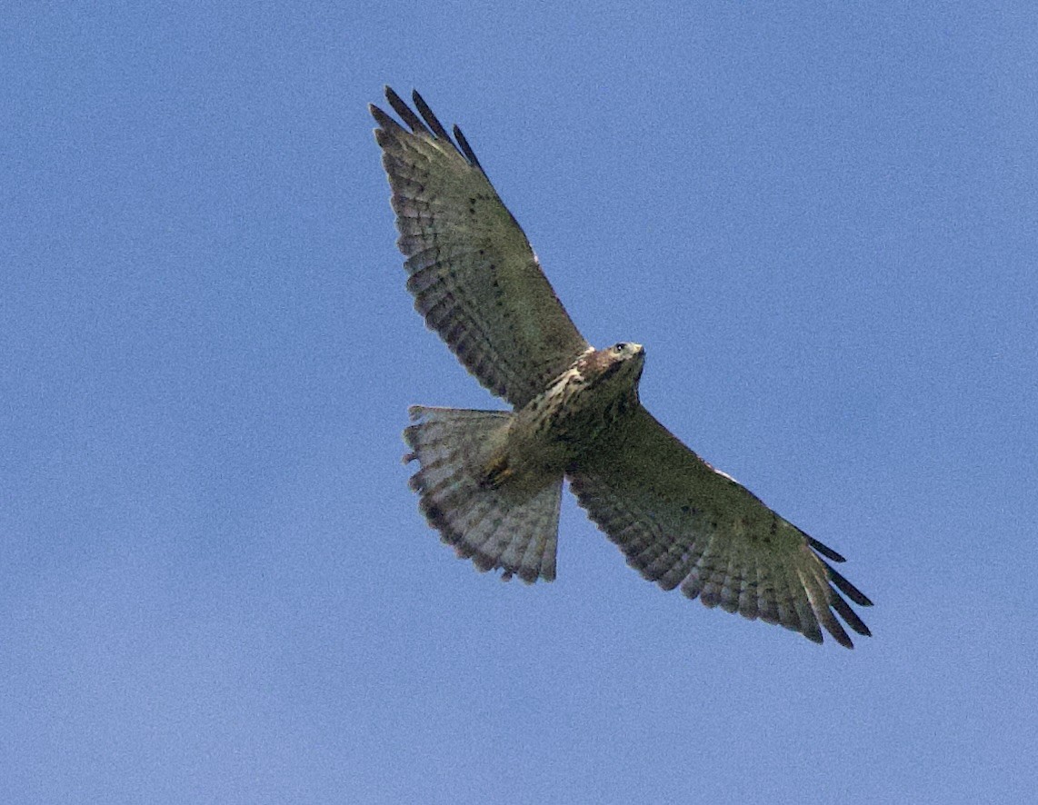 Broad-winged Hawk - ML645947733