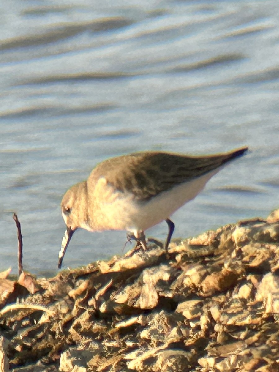 黑腹濱鷸 - ML645947734