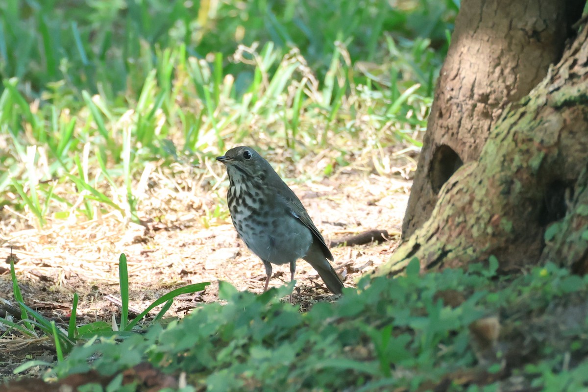 Hermit Thrush - ML645947741
