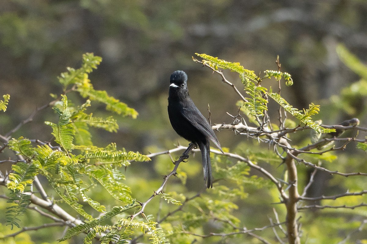 White-winged Black-Tyrant - ML645947744