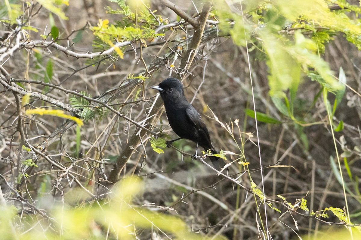 White-winged Black-Tyrant - ML645947745