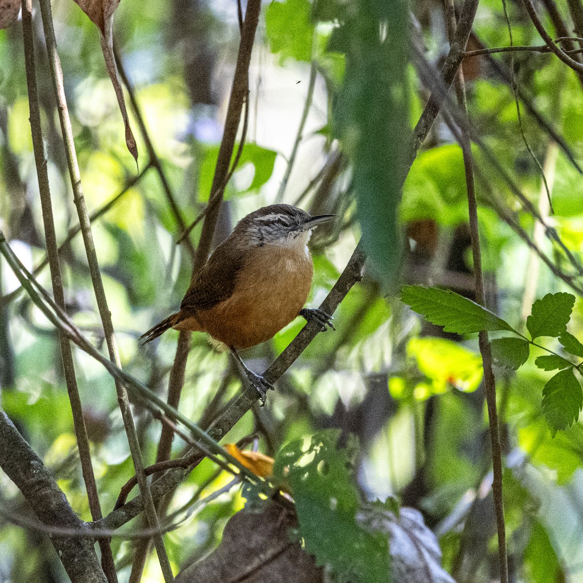 Buff-breasted Wren - ML645947747