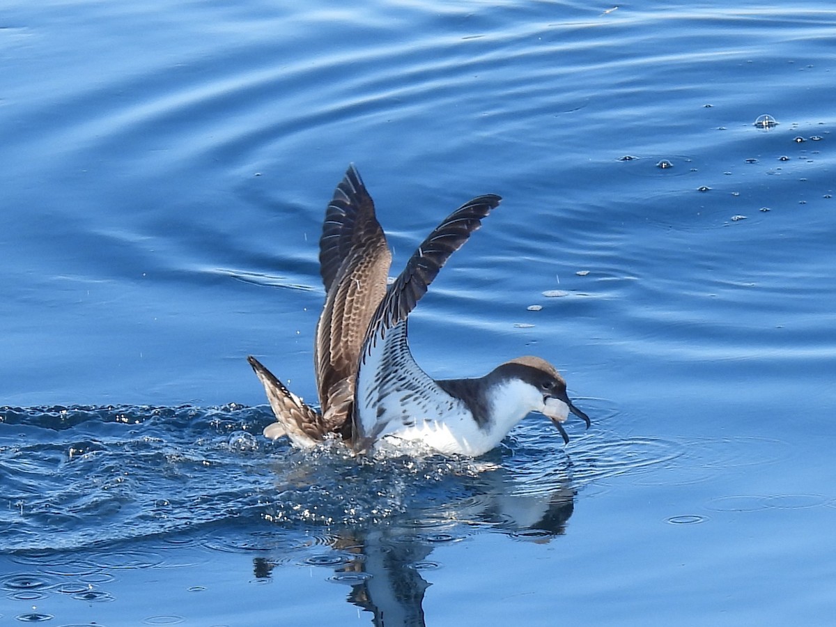 Berta dell'Atlantico - ML645947763