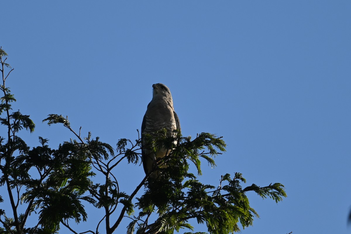 ミナミオビチュウヒワシ - ML645947766