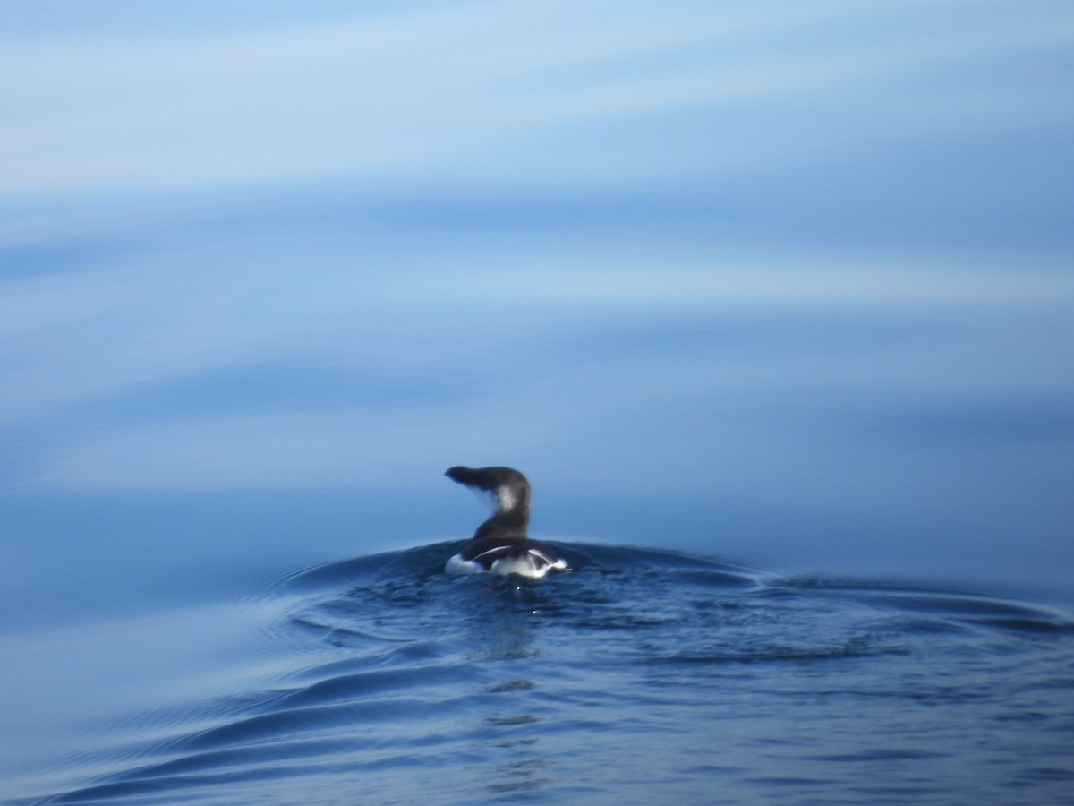 Gazza marina - ML645947776