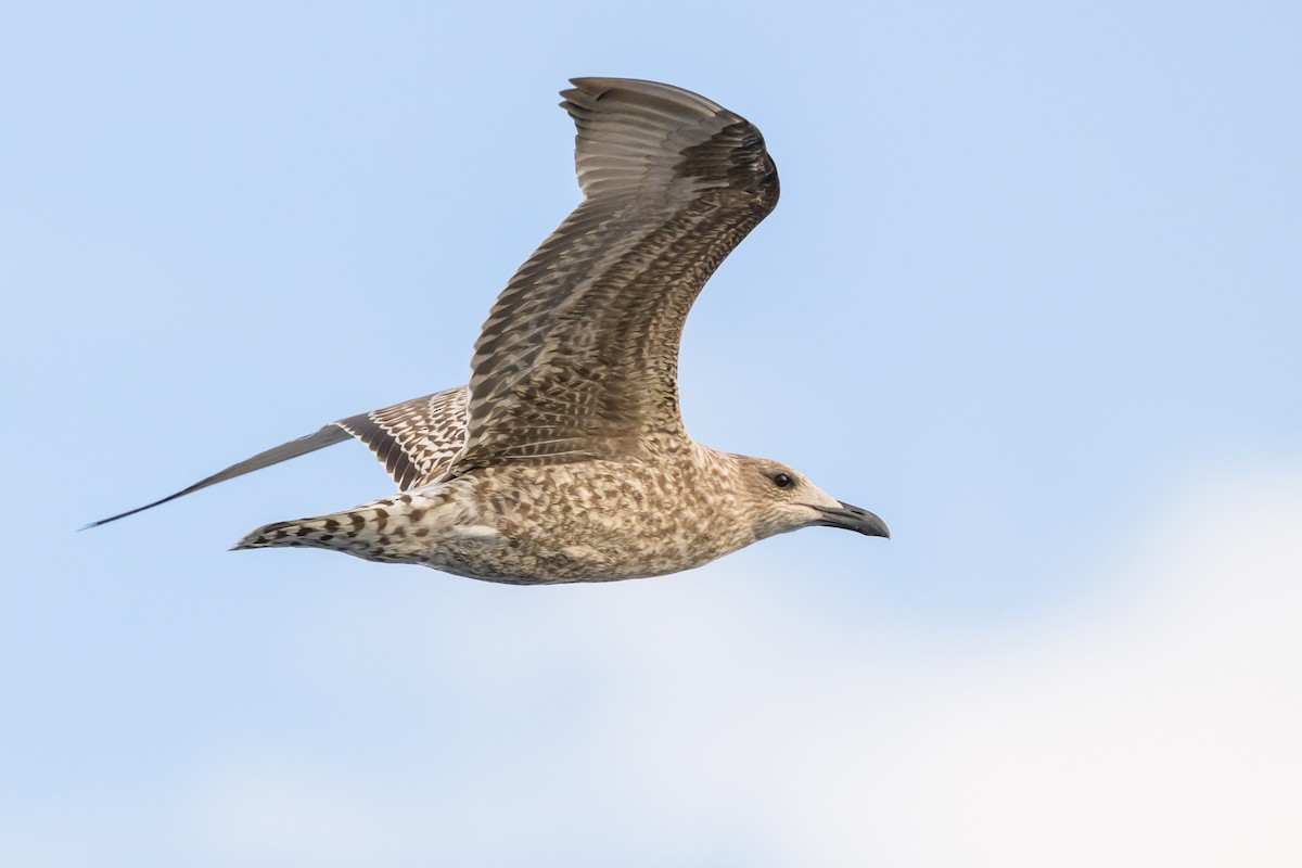 Zafferano - ML645947777