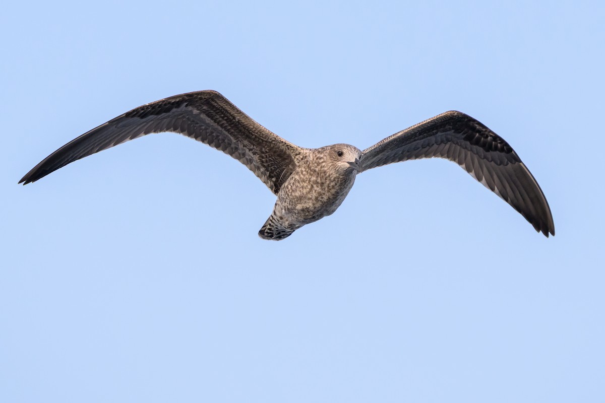 Zafferano - ML645947779