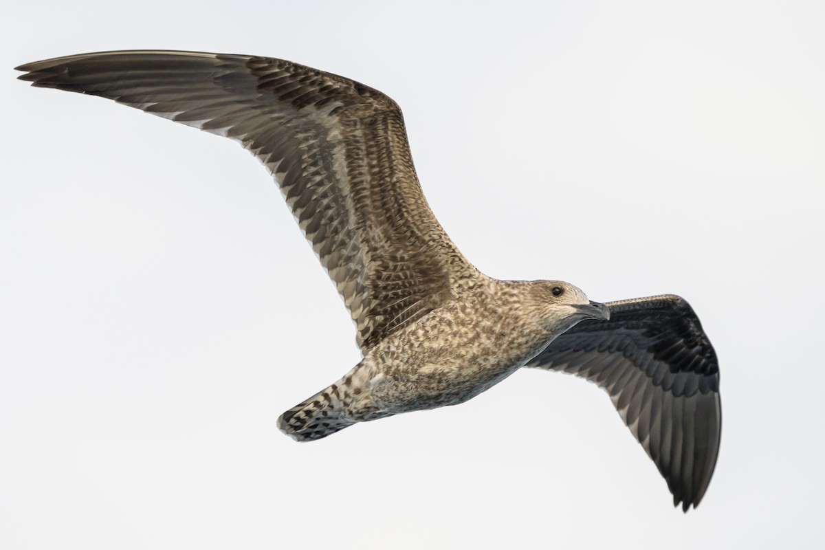 Zafferano - ML645947780