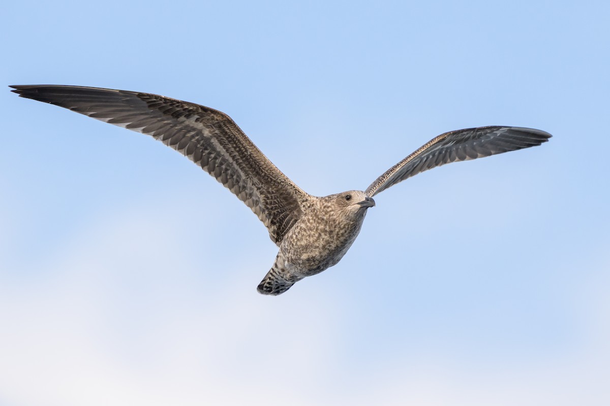 Zafferano - ML645947781