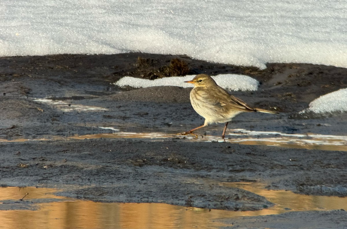 Water Pipit - ML645947782