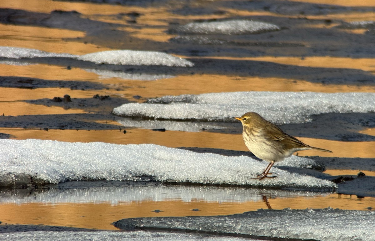 Water Pipit - ML645947783