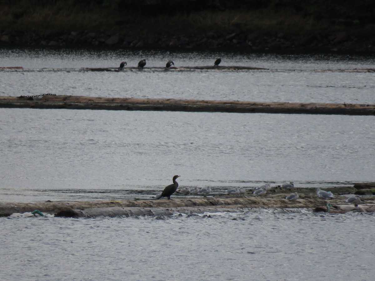 totoppskarv - ML645947796