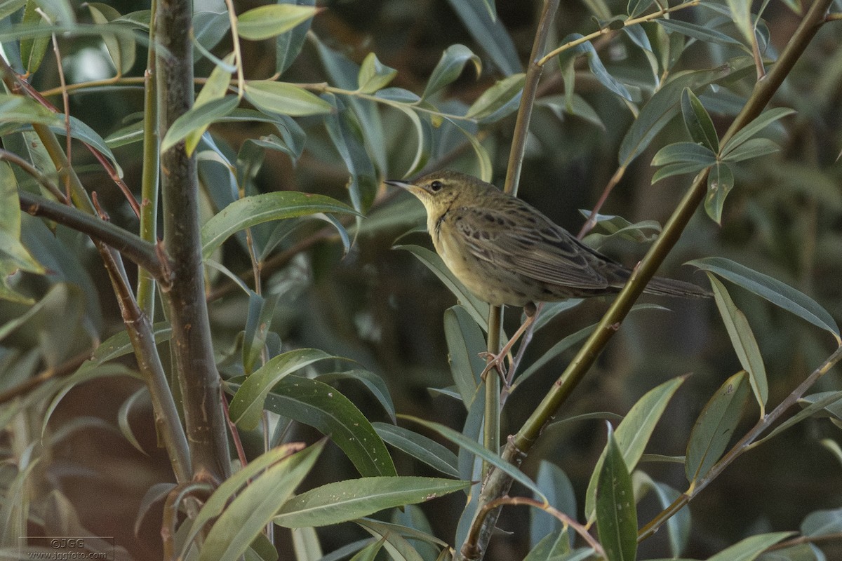 Обыкновенный сверчок - ML645947800