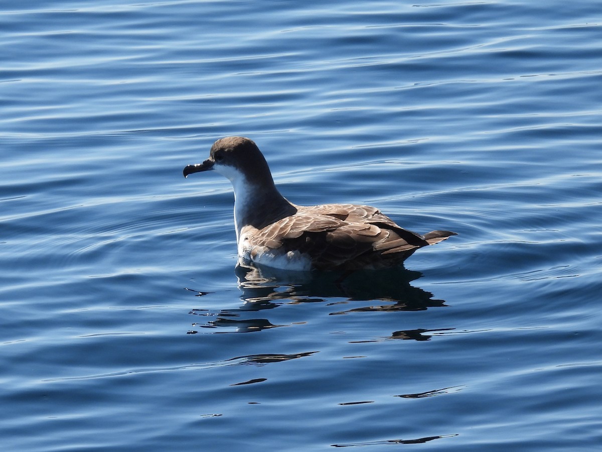 Berta dell'Atlantico - ML645947803