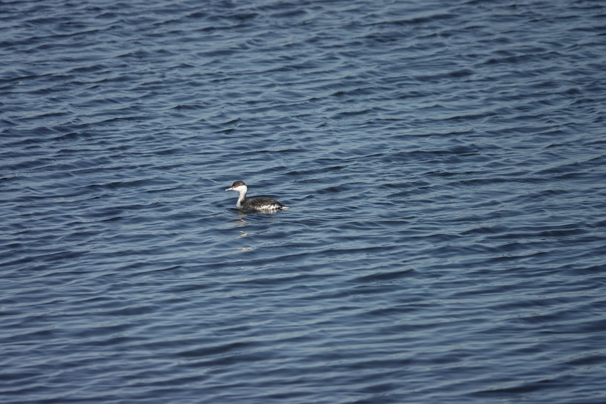 Txilinporta urrebelarria - ML645947804