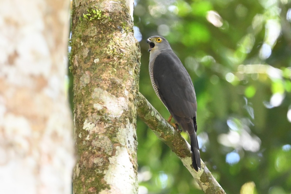 Африканский ястреб - ML645947809