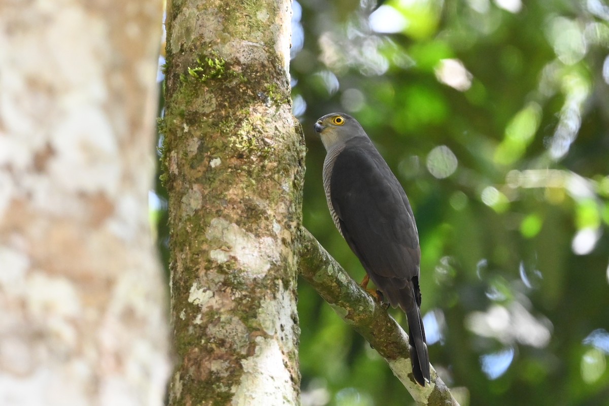 Африканский ястреб - ML645947811