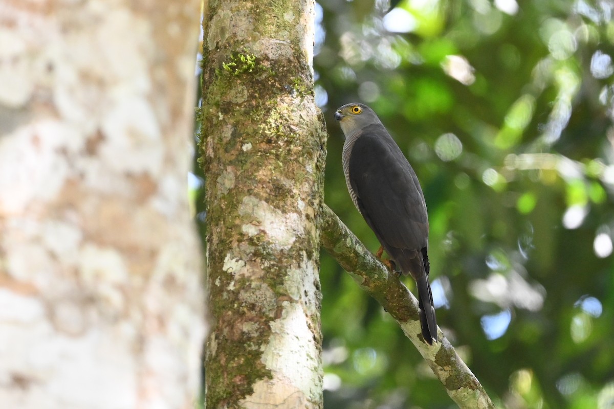 Африканский ястреб - ML645947812