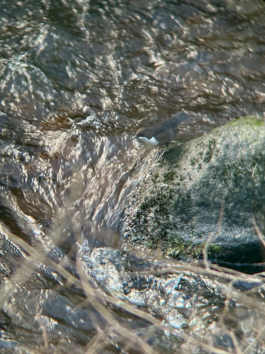 Пронурок біловолий - ML645947819