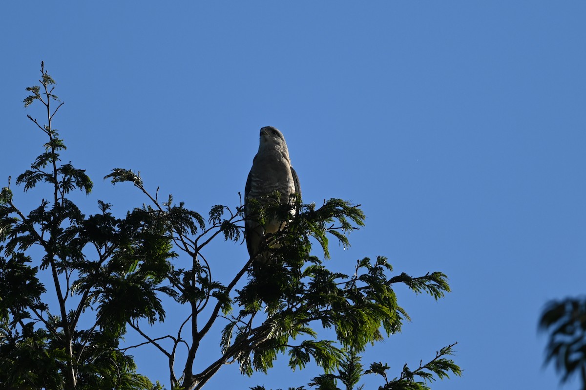 Полосатый змееяд - ML645947823