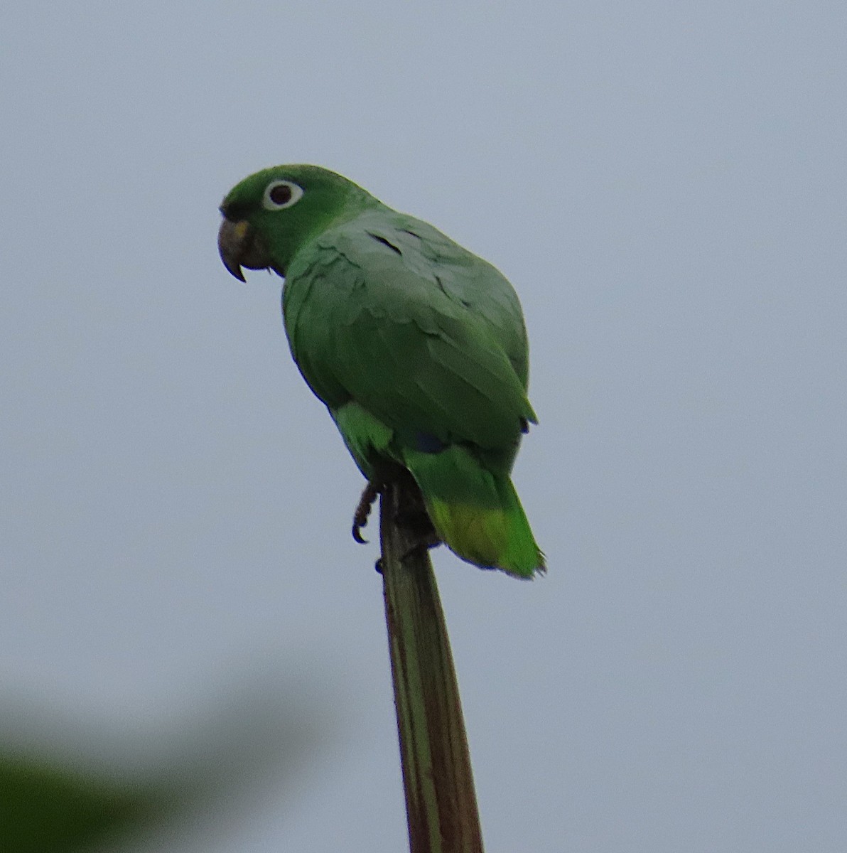 Бледный амазон - ML645947824