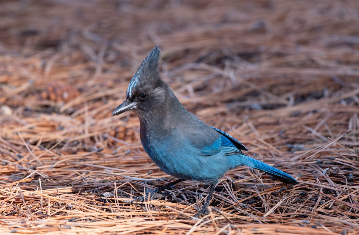 Стеллерова сойка - ML645947825