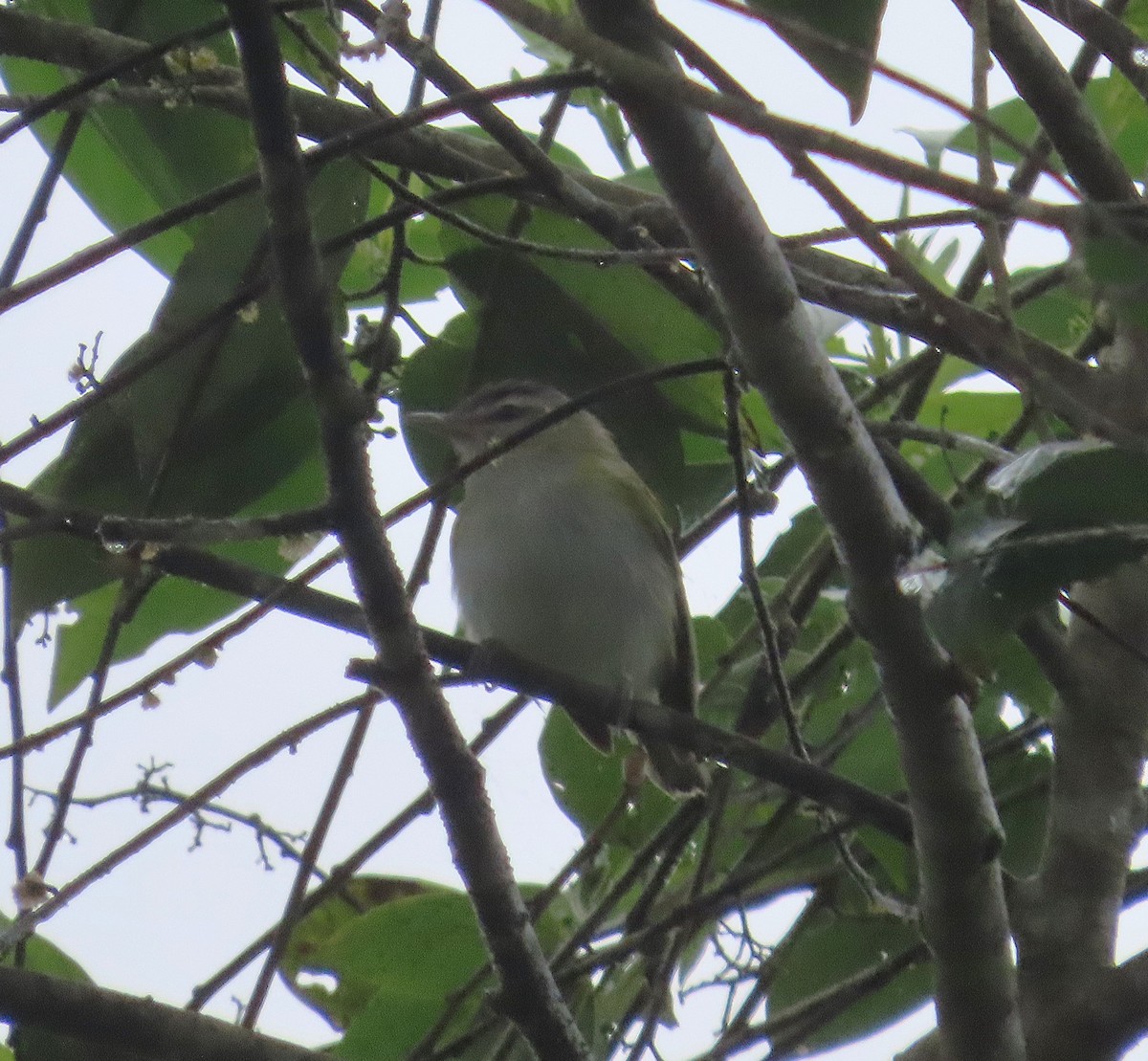 Виреон чиви - ML645947827