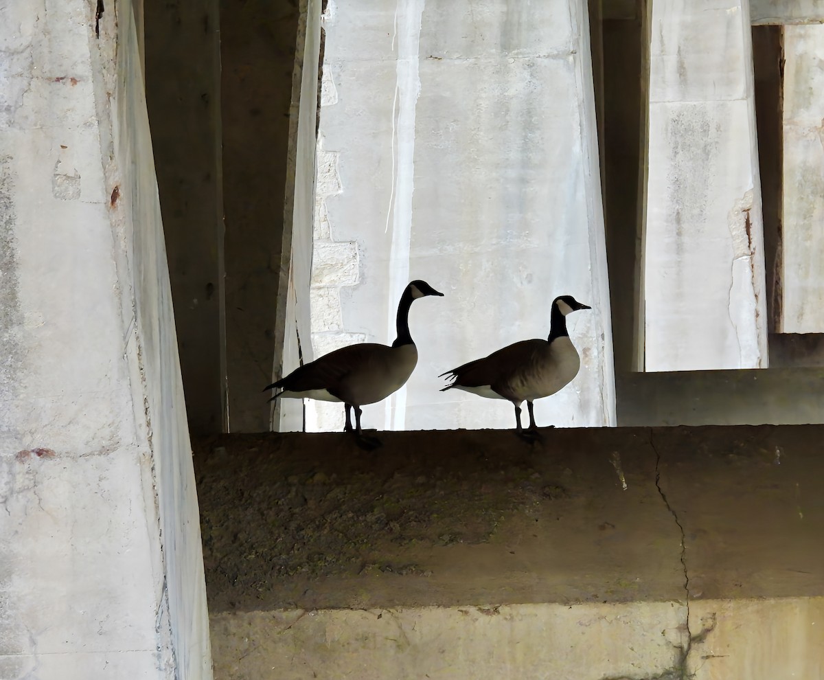 Канадская казарка - ML645947830