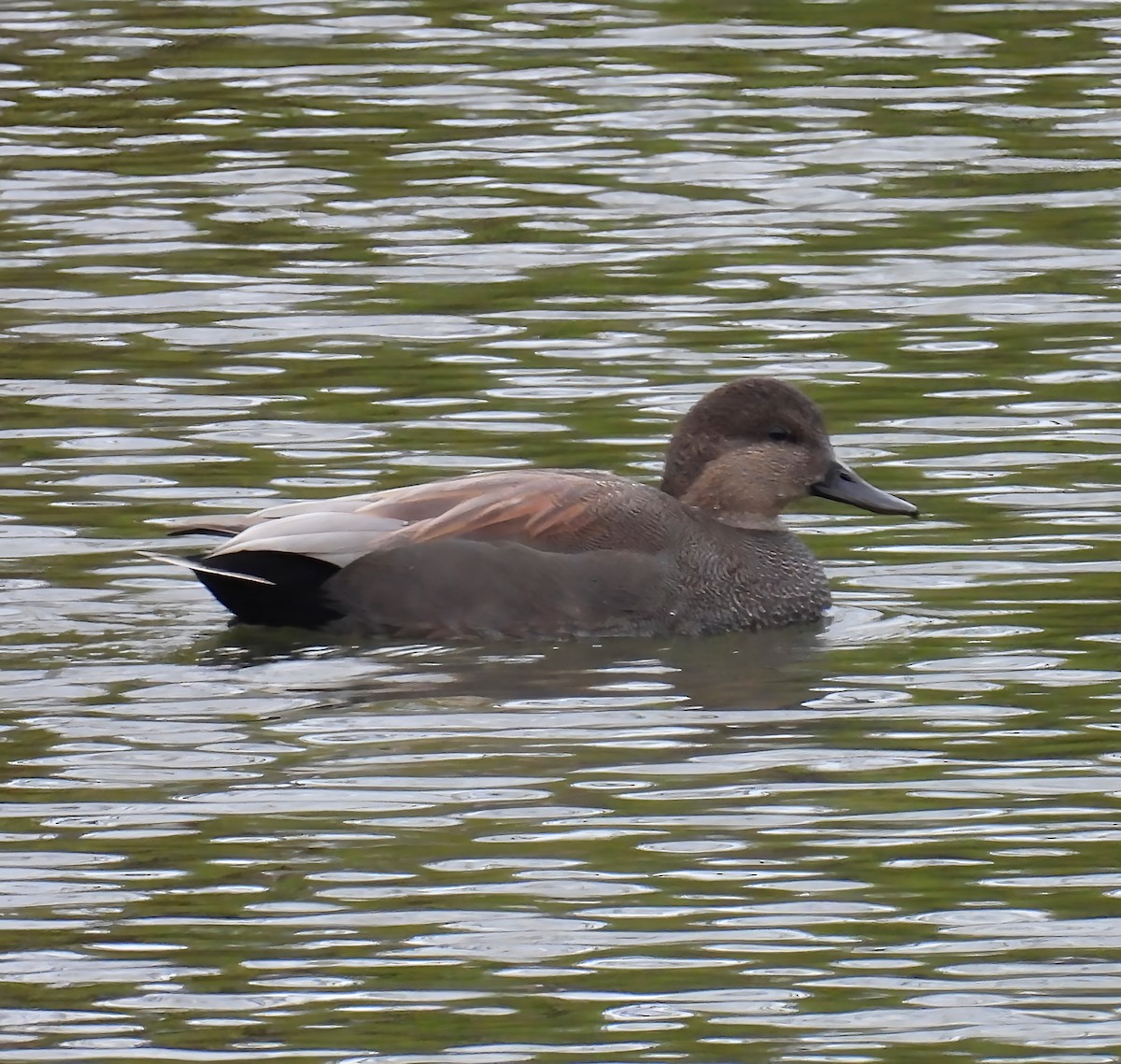 Серая утка - ML645947835