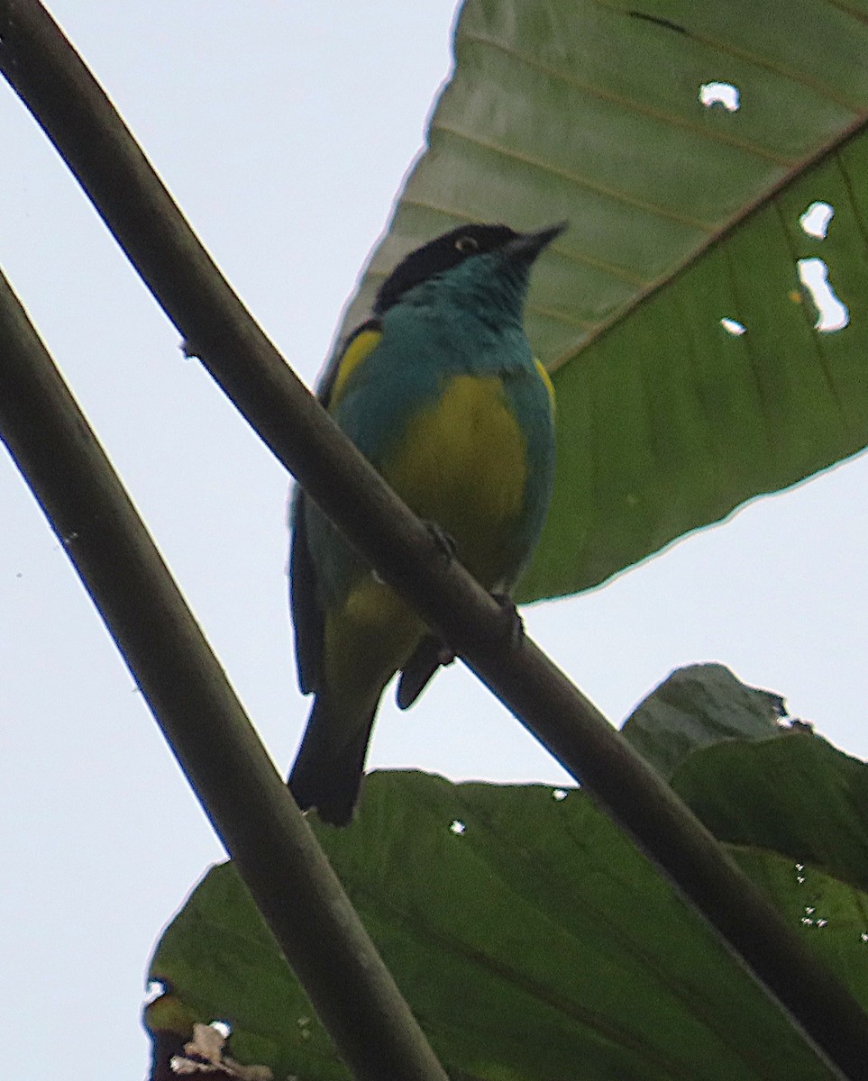 Yellow-tufted Dacnis - ML645947836