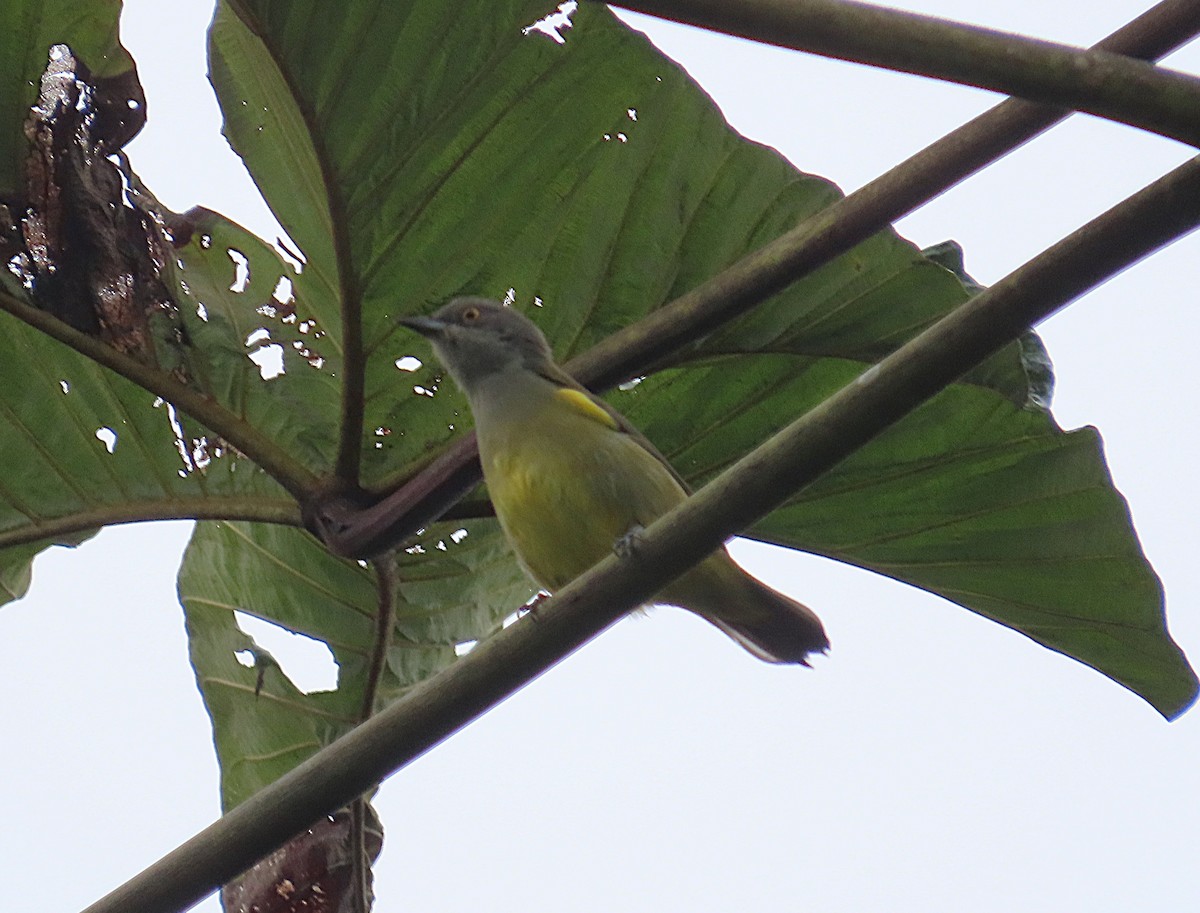 Yellow-tufted Dacnis - ML645947837