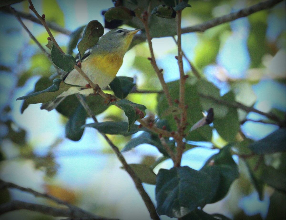 Очковая древесница - ML645947840