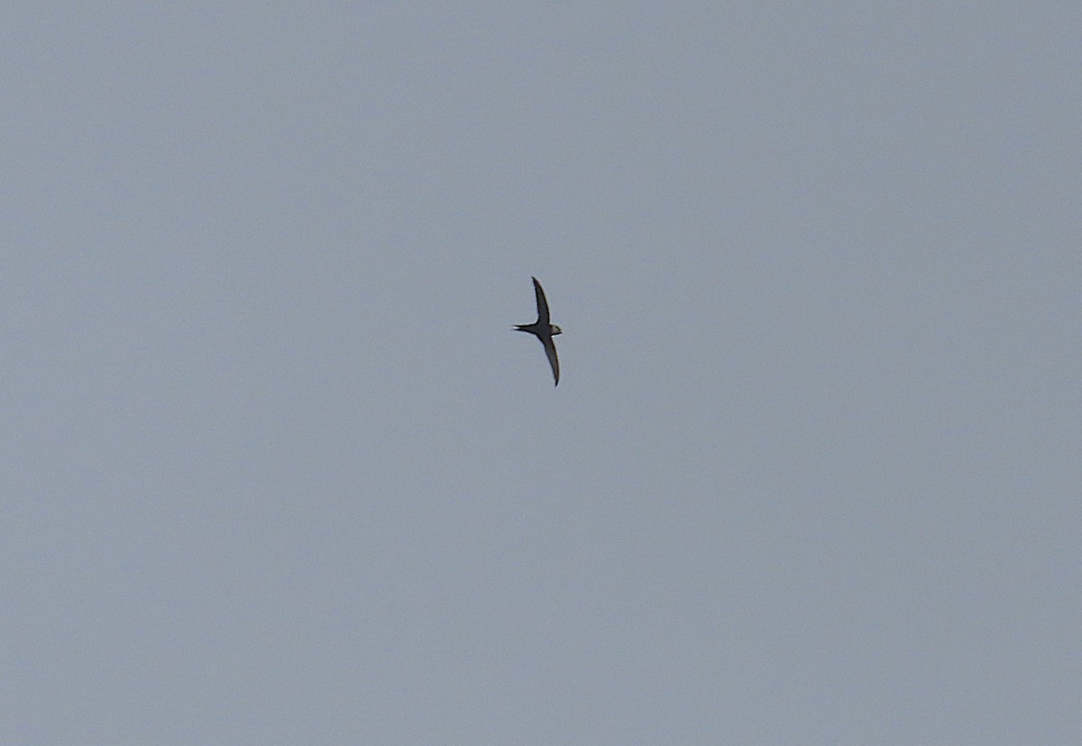 Гвианский иглохвост - ML645947841