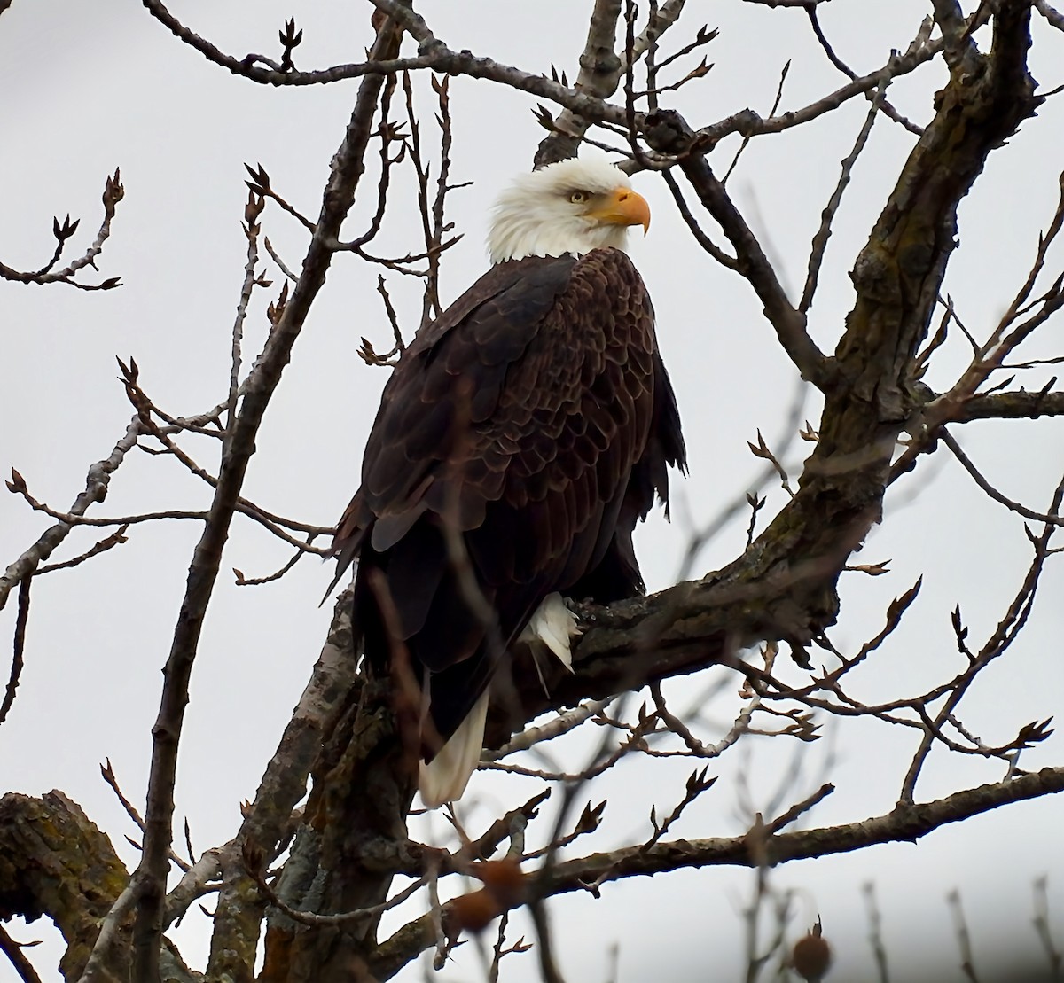 Белоголовый орлан - ML645947843