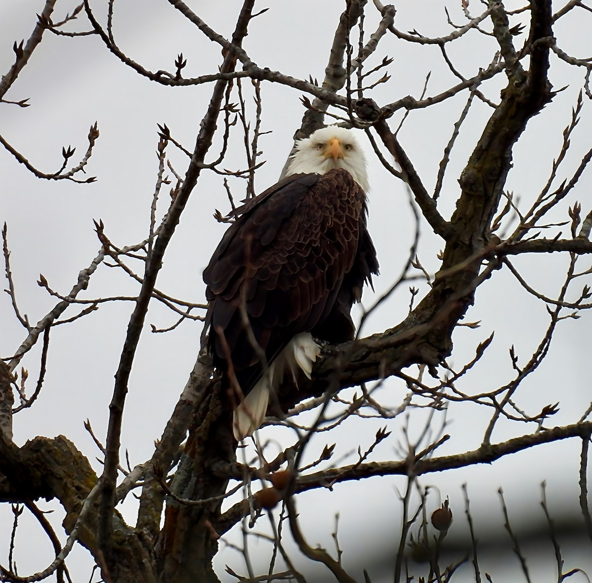 Белоголовый орлан - ML645947844