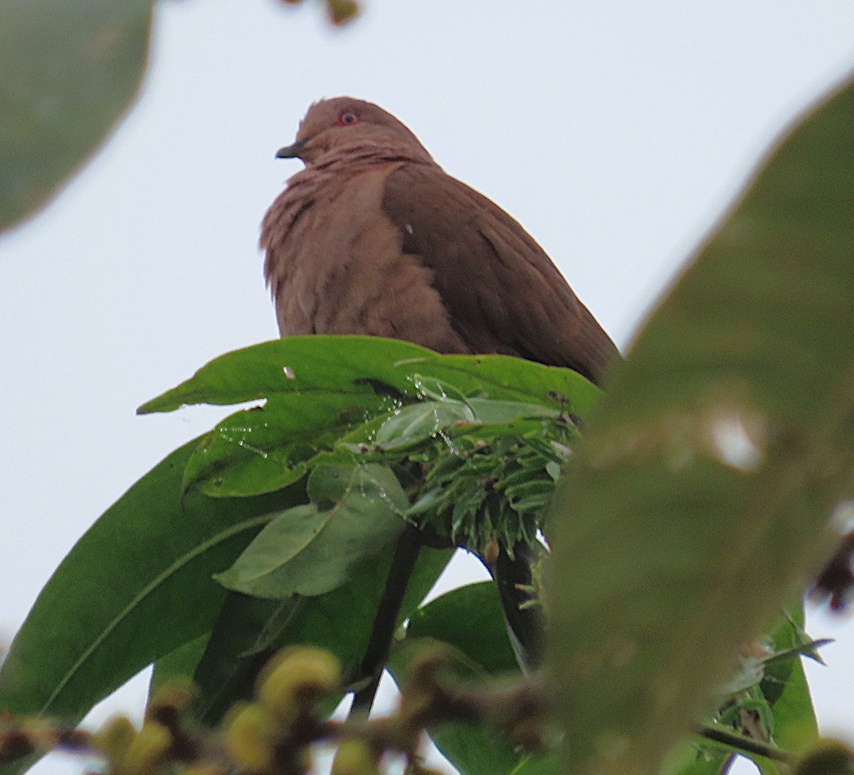 Румяный голубь - ML645947845