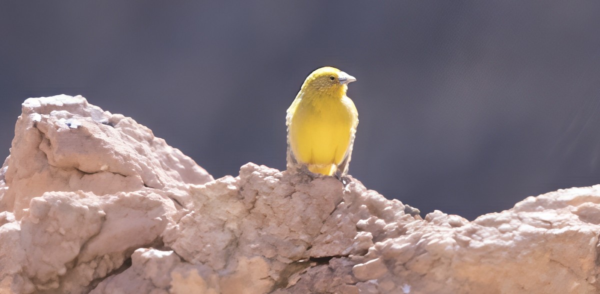 Золотобрюхий зерноед - ML645947846