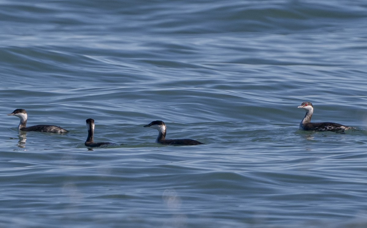 Красношейная поганка - ML645947848