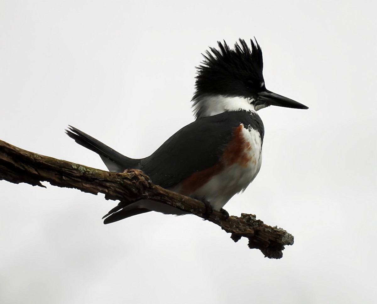 Опоясанный зимородок - ML645947849