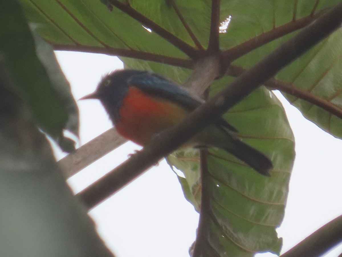 Красногрудый дакнис - ML645947850