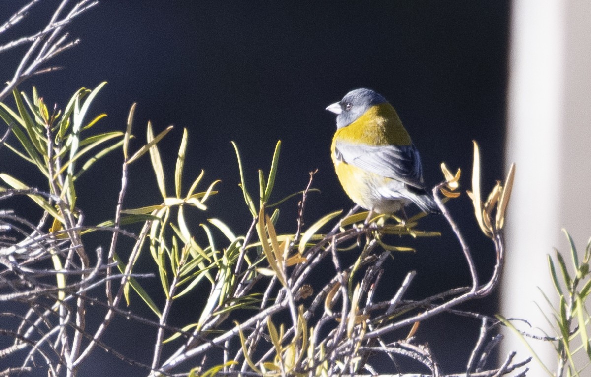 Кордильерский овсяночник (gayi/caniceps) - ML645947851