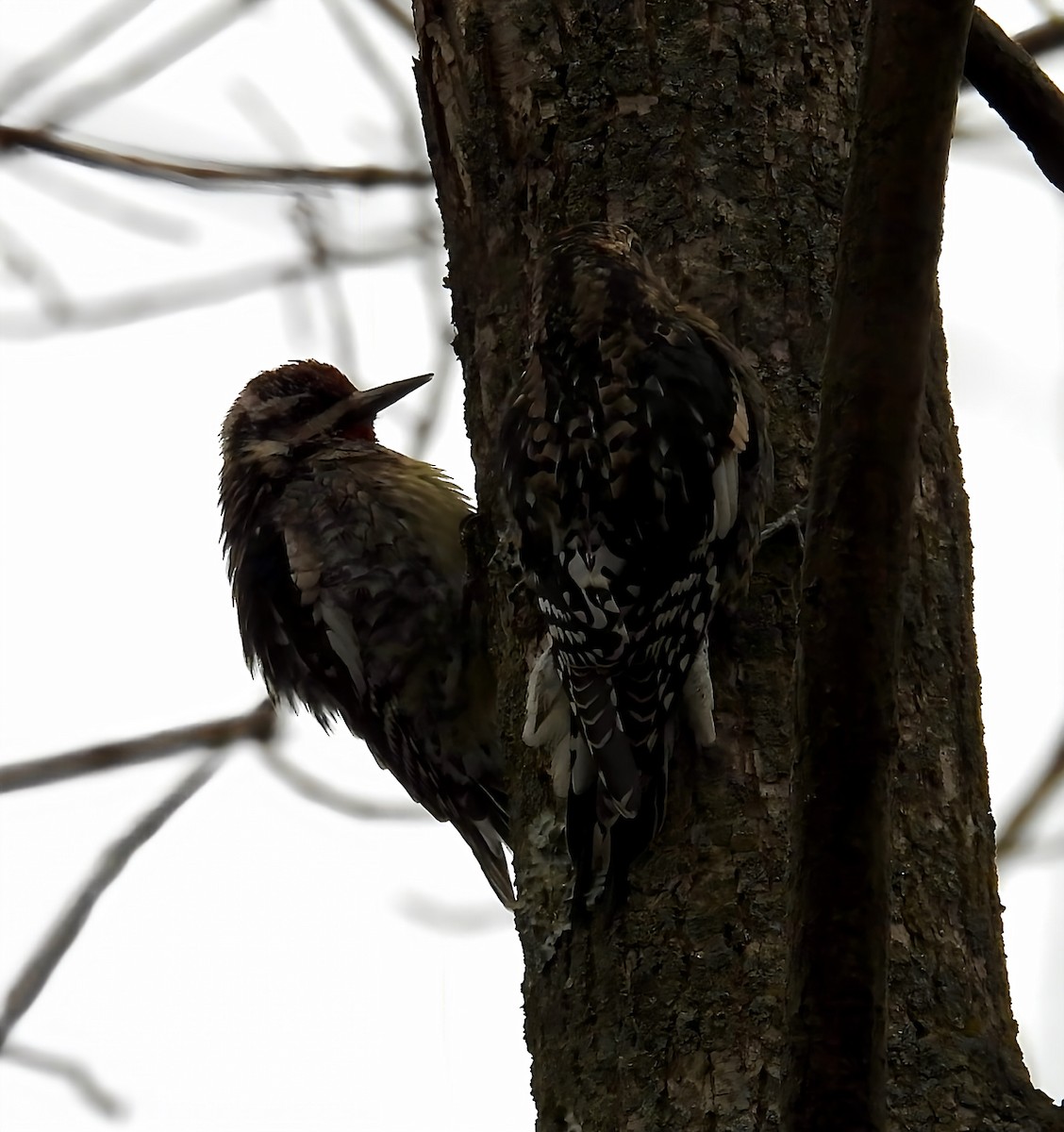 Желтобрюхий дятел-сокоед - ML645947852
