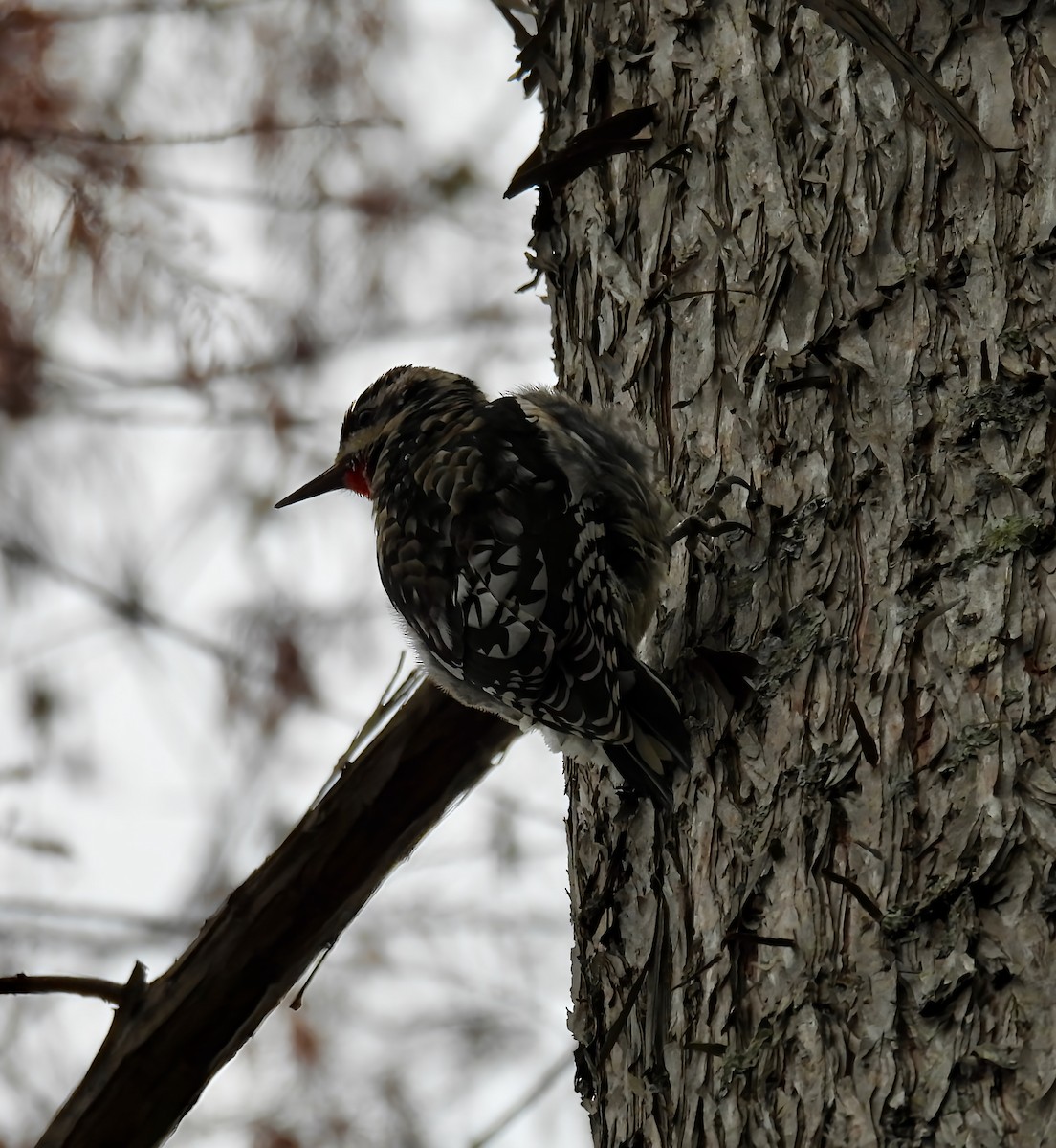Желтобрюхий дятел-сокоед - ML645947853